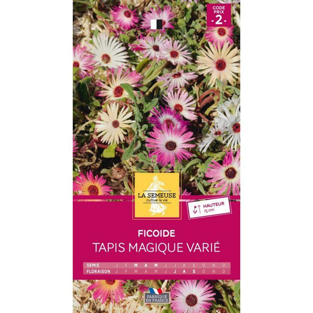 Ficoïde Tapis Magique Varié