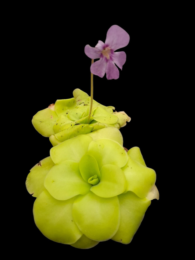 Pinguicala 'Tina' 9cm