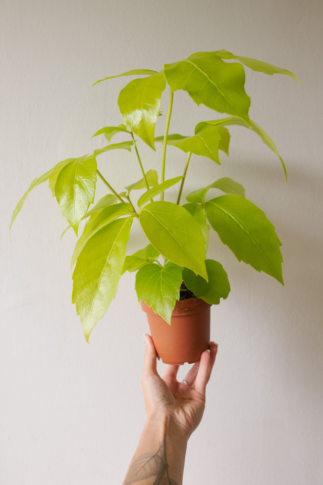 Schefflera Actinophylla Golden Amate 🌿