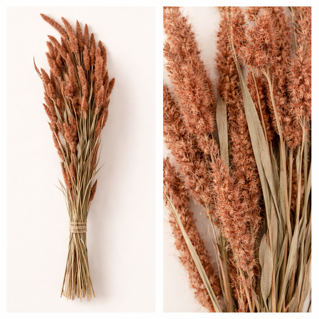 RAMO FLOR SECA NAT SETAREA 100GR