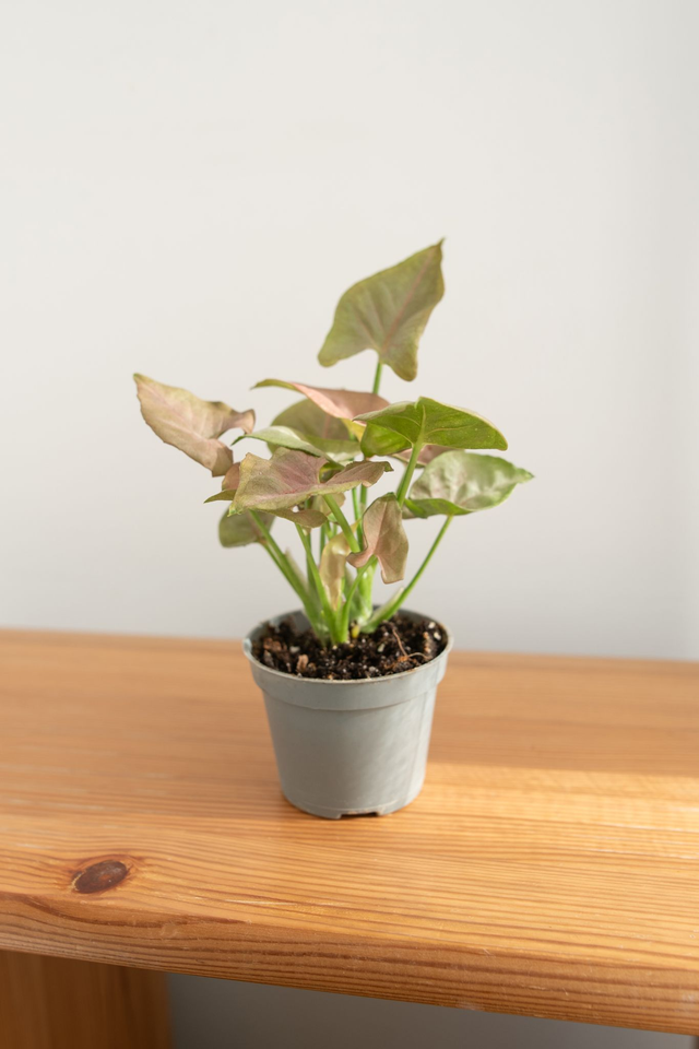 Syngonium Neon Robusta (mini) 🌿