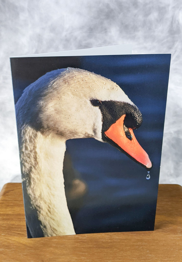 Swan Lake Blank Card