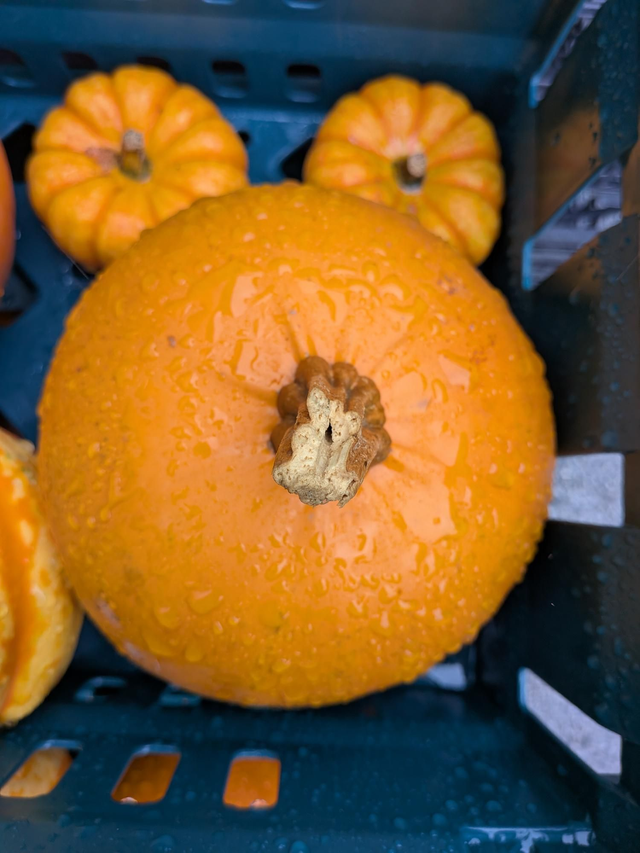 Pumpkin small 