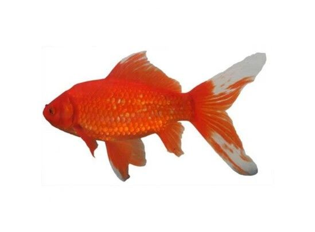 Poisson rouge 12-14 cm (Bassin)