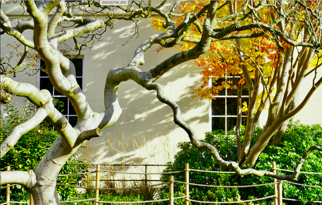 A tree for all seasons- Print