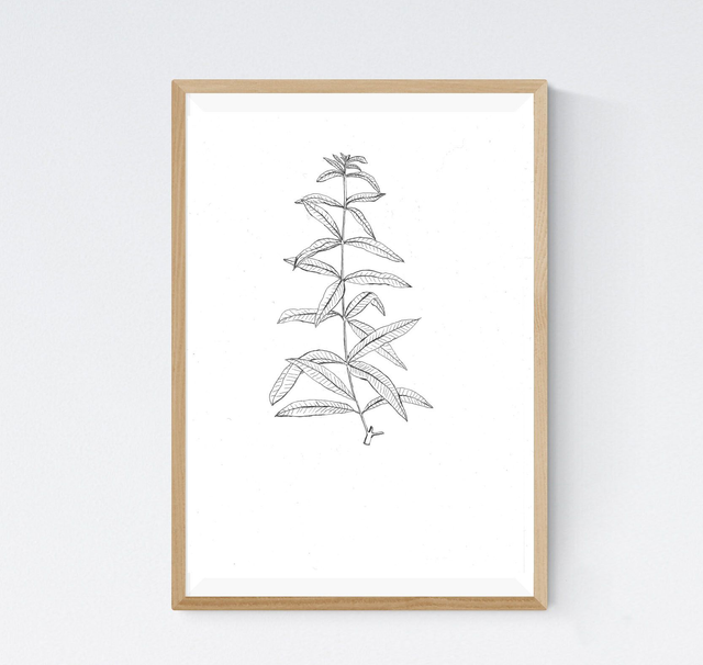 Verveine  citronnelle, aloysia triphylla