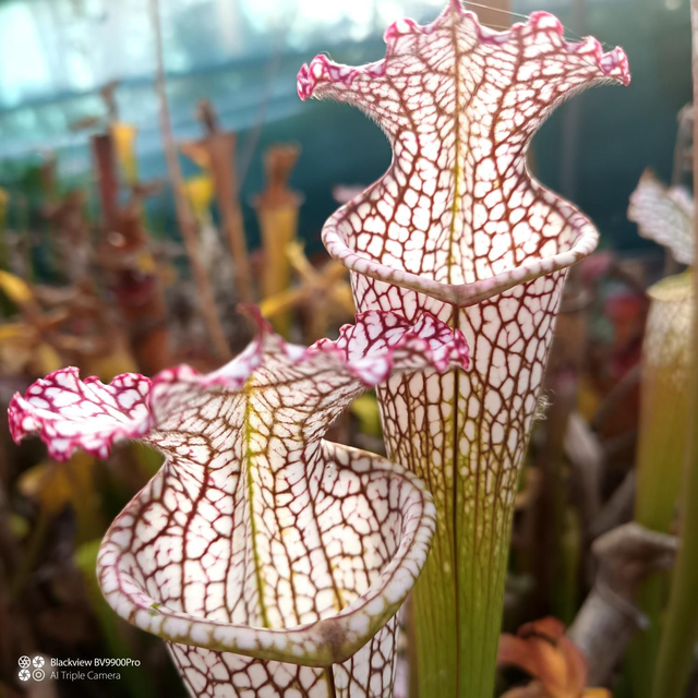 Leucophilla
