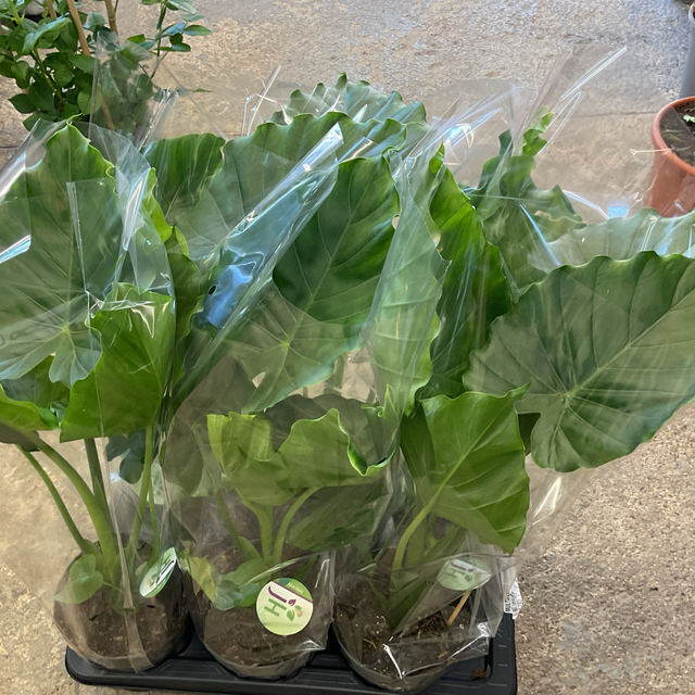 Alocasia Gageana 