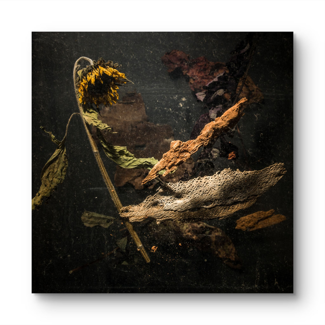 THE-SUNFLOWER-SHIELD  FINE ART PRINT ON ACRYL 60X60CM  