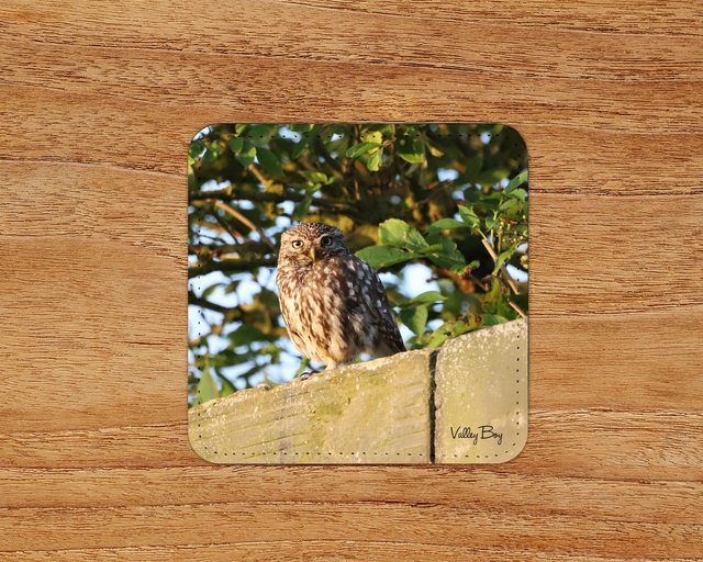“Little Owl” Coaster 