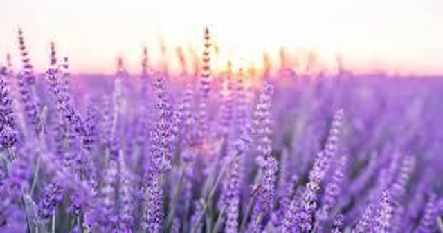 Lavender 