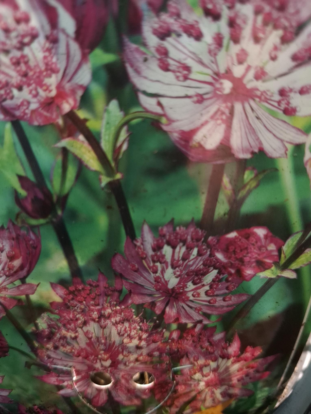 Astrantia Pink 2 litre