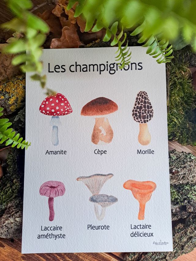 Affiche Fine Art Les champignons