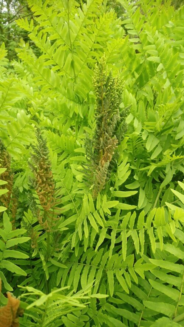 Osmunda regalis - Royal Fern P9 (0.5litre)