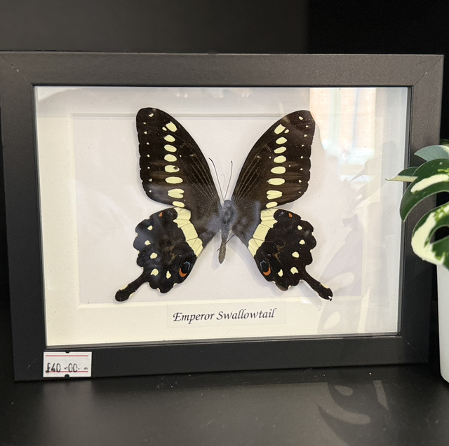 Swallowtail