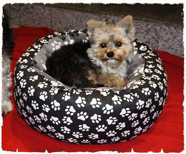 Hunde und Katzen Körbchen