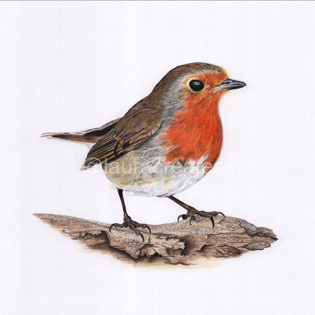 Robin Fine Art Print