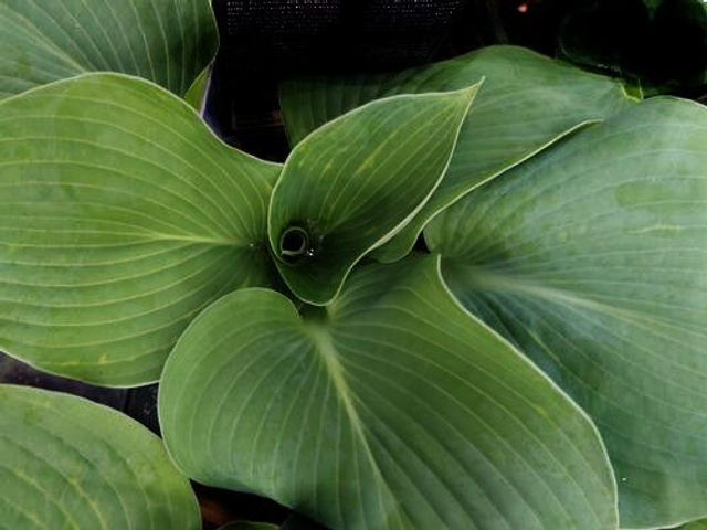 Hosta seiboldii var. elegans 2 litre