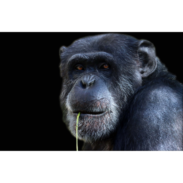 Guenon à la brindille (Couleur) - ref : 4471