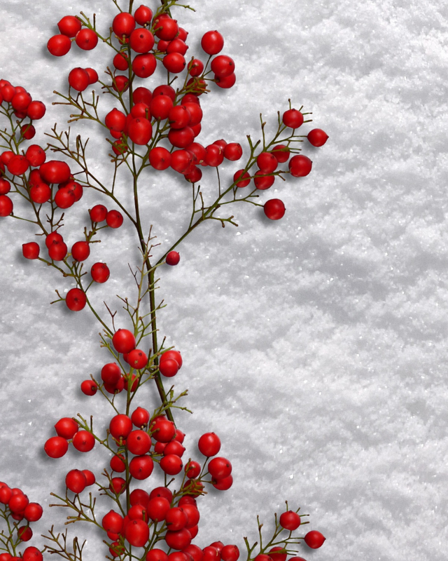 Promesse du Houx dans la Neige