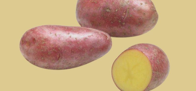 Stemster (Prospère) – Rustique et productive