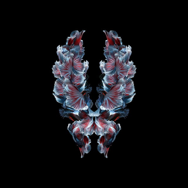 Imago Betta Velours | Tirage 2/8