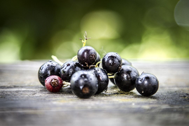 Blackcurrants