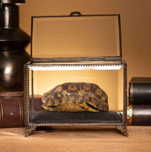 Carapace de tortue 