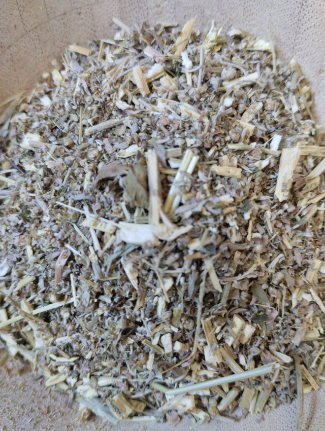 Absinthe (Artemisia Absinthium)