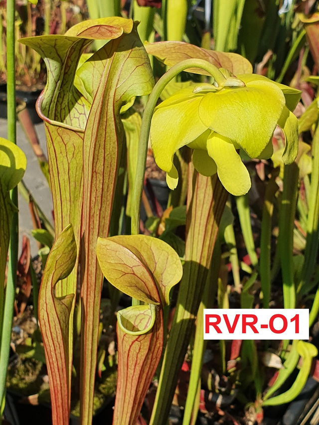 S. Oreophila, heavily veined