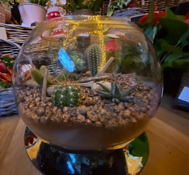 Terrarium, large