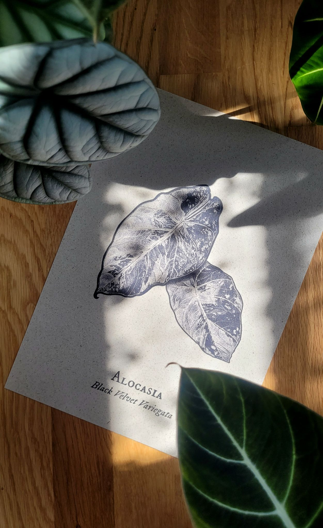 Alocasia Black Velvet Variegata