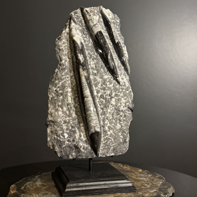 Orthocéras sur socle 002