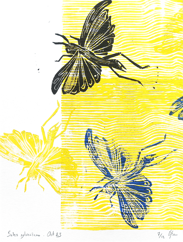 Bêtes sylvestres A5+ 7/12