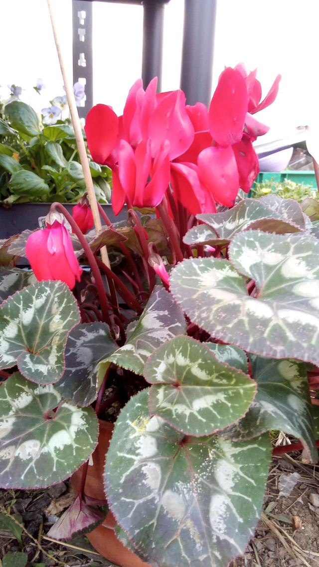Cyclamen pot en terre