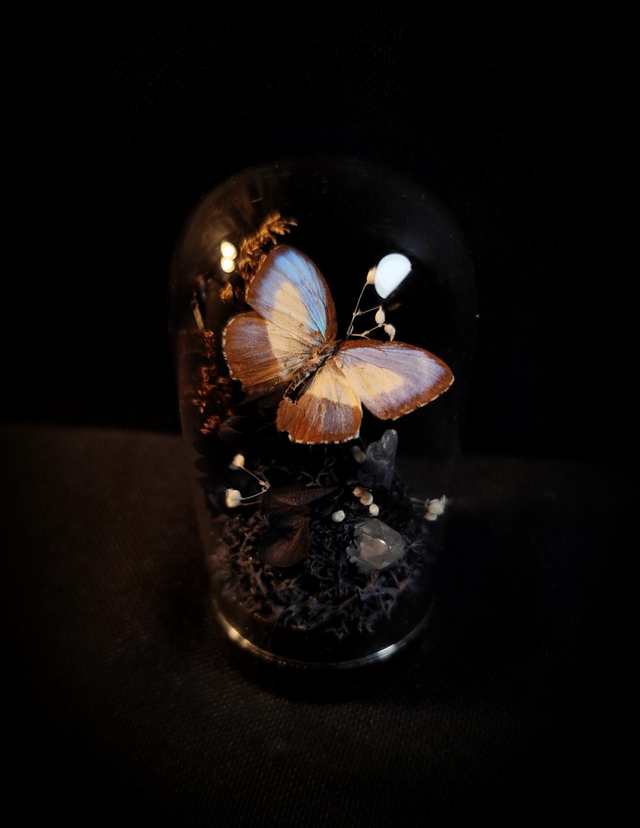 Mini globe Diorama Papillon "Danis Danis"

&amp; Quartz