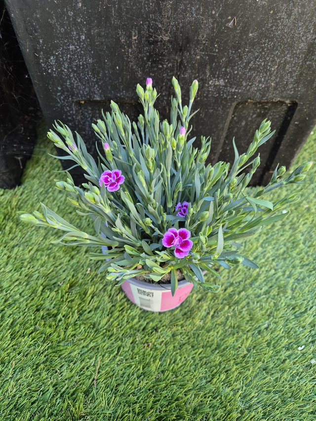 Œillet pink kisses pot 13cm