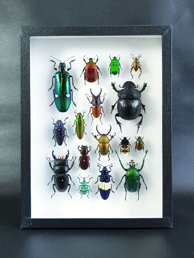 Collection de coléoptères du monde