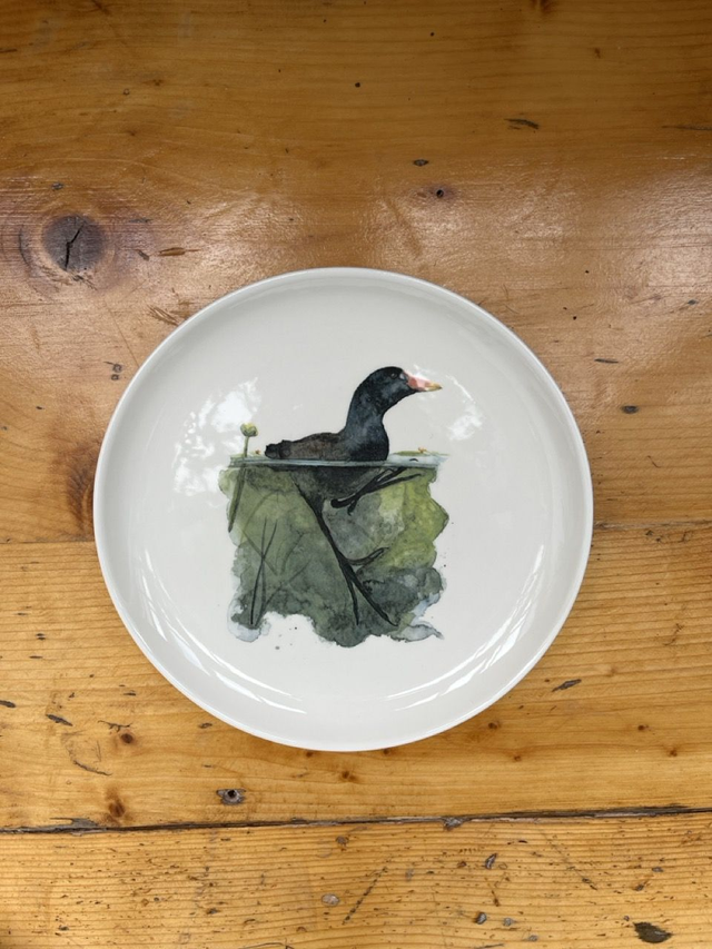 Teller Teichralle - Wiener Wildnis