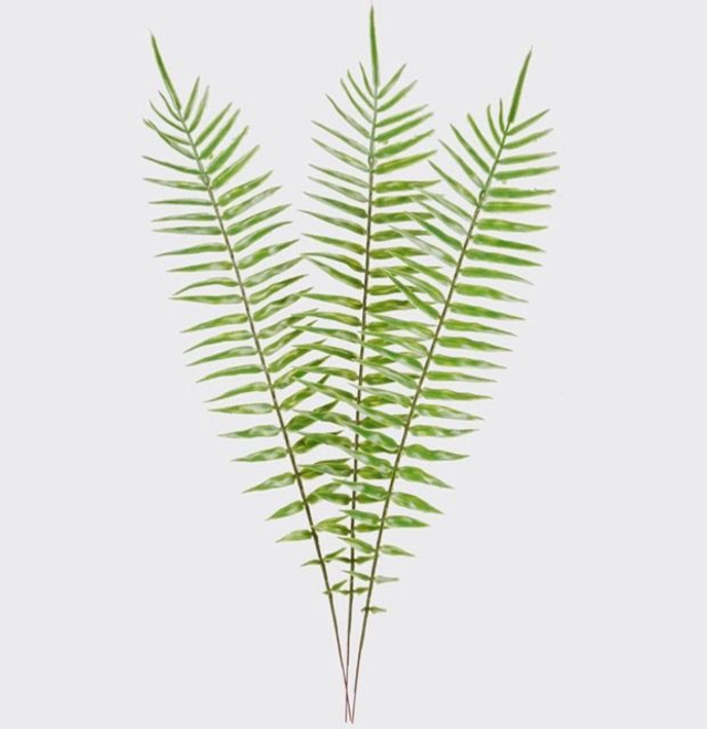 Open Fern