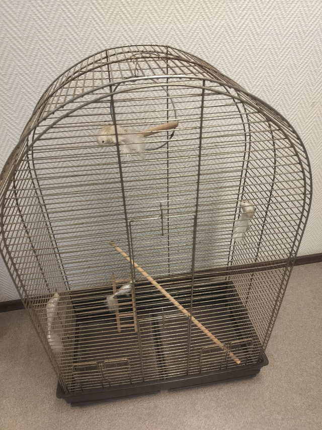 Vanha lintuhäkki koristeeksi #183