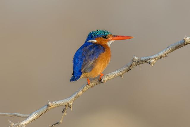 Tirage d'art : Malachite