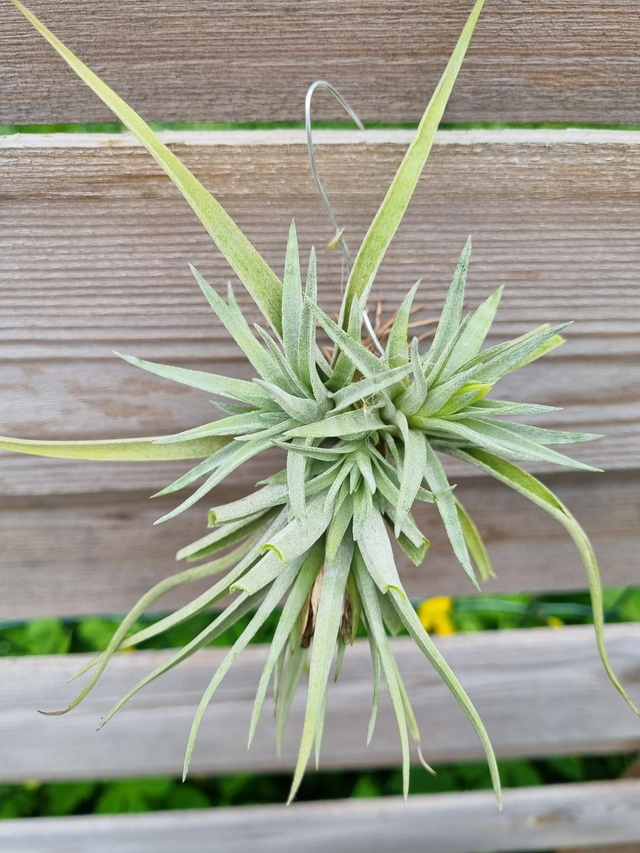 Tillandsia plagiotropica