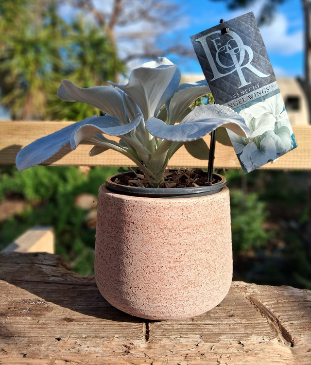 L09 . Senecio candicans ANGEL WINGS in "Vaso Creta"