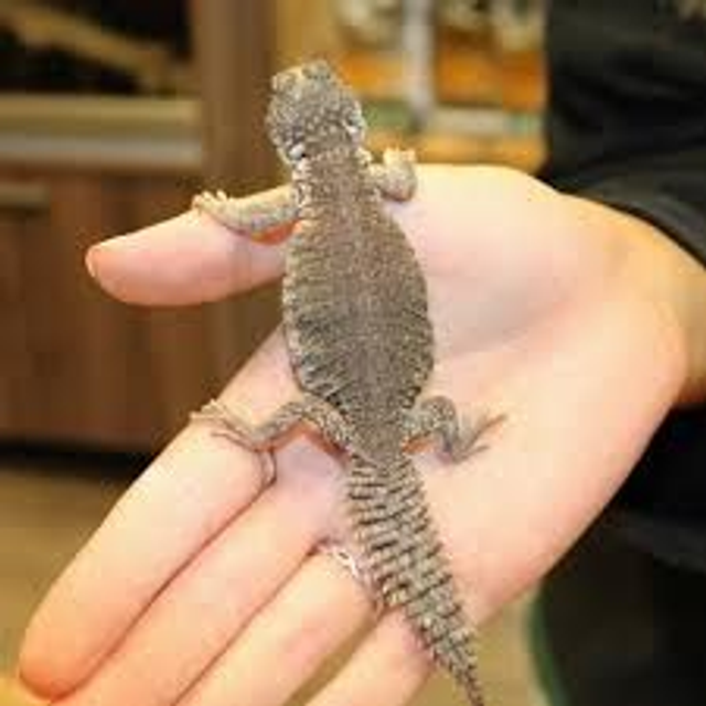 Uromastyx