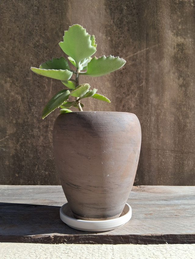 L08 . Kalanchoe beharensis