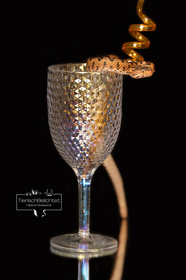 Hornviper - Hochformat