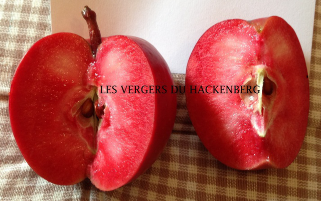 Pekacervenca  - scion 1 an - racines nues