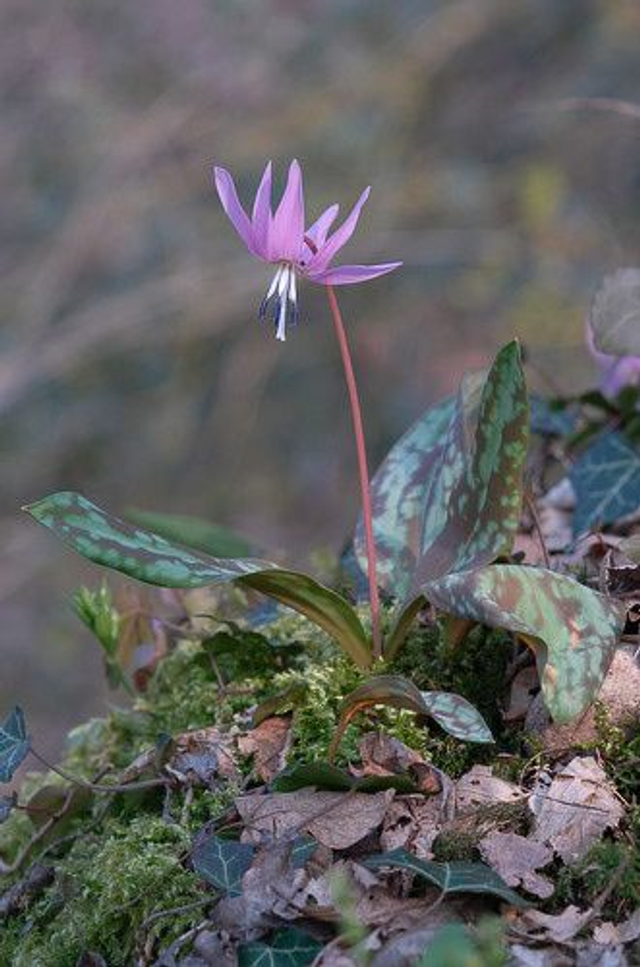 Erythronium dens-canis 'Lilac Wonder' P9