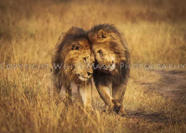Bromance, The Black Rock male Lions bond in the sunrise by rubbing heads. 